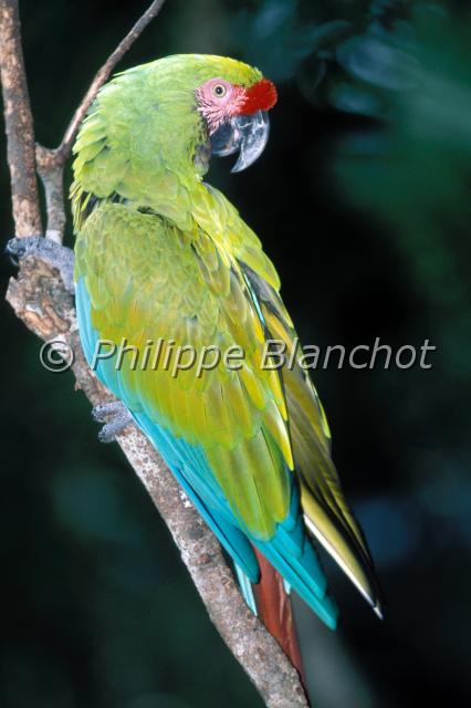 ara militaris.JPG - Ara militarisAra militairePsittaciformes, PsittacidaeMilitary MacawMexique